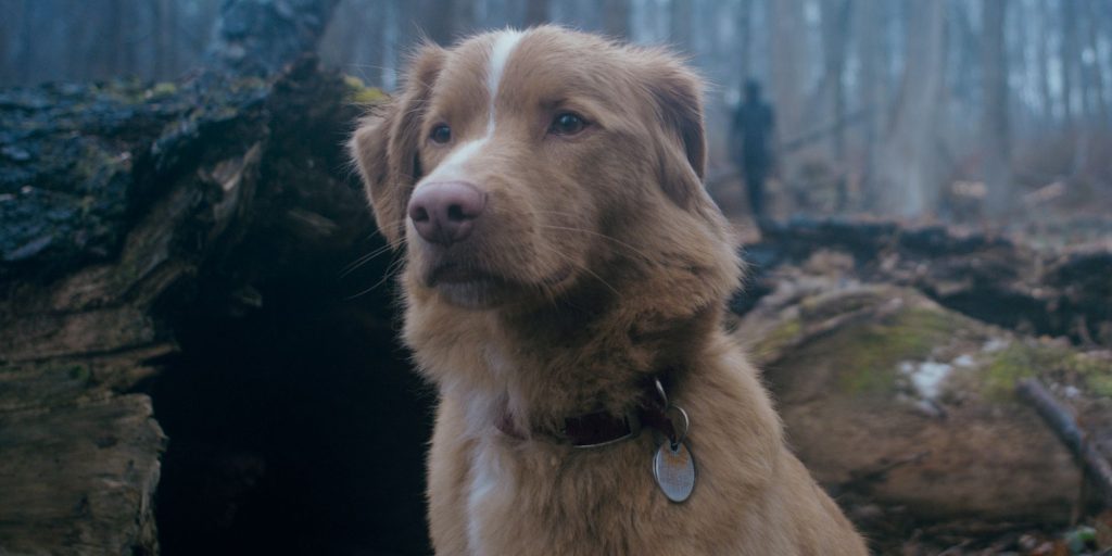 "Good Boy" Sequel? Director Unleashes Paw-sibilities!