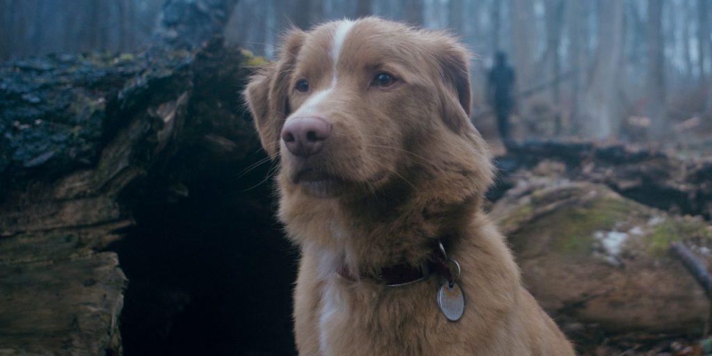 Oscar Buzz? 'Good Boy' Dog Demands Academy Award Consideration!