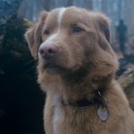 Oscar Buzz? 'Good Boy' Dog Demands Academy Award Consideration!